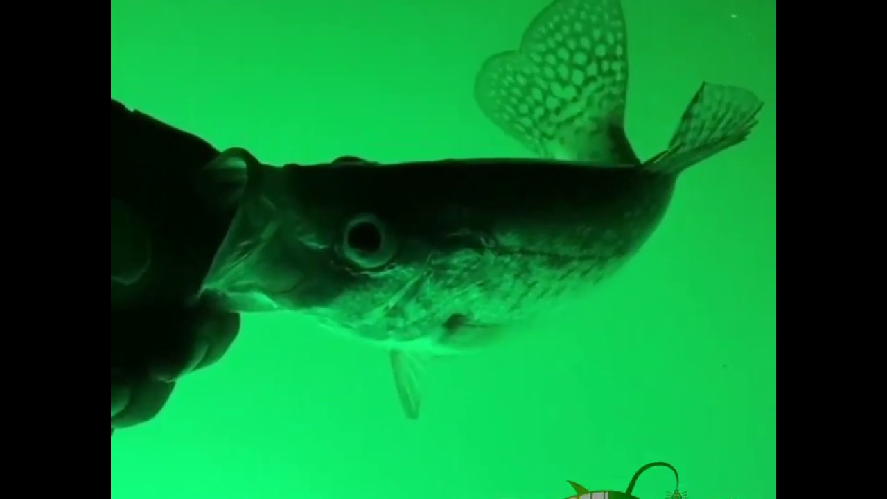 Crappie Fishing Lights YouTube