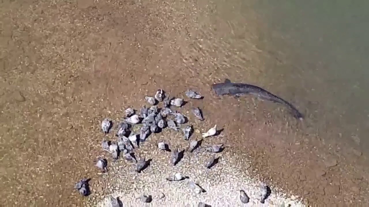 Catfish attack of pigeons YouTube