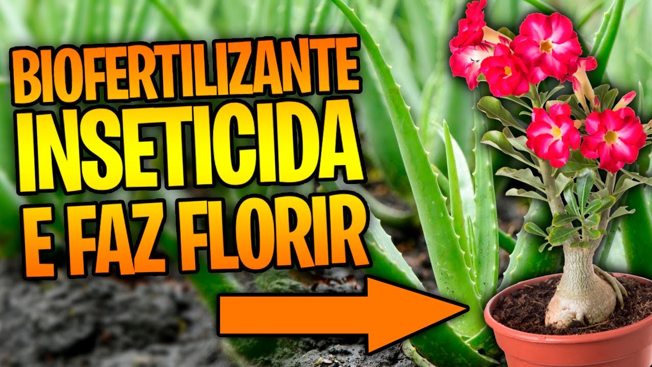 ✅ INCRÍVEL! Melhor inseticida e biofertilizante para ROSA DO DESERTO
