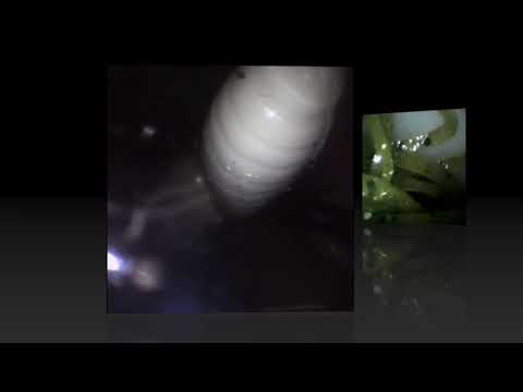 Ambu VetScope Video quality example