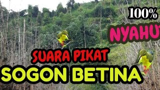 Download lagu Suara Pikat Sogon Betina Gacor mp3