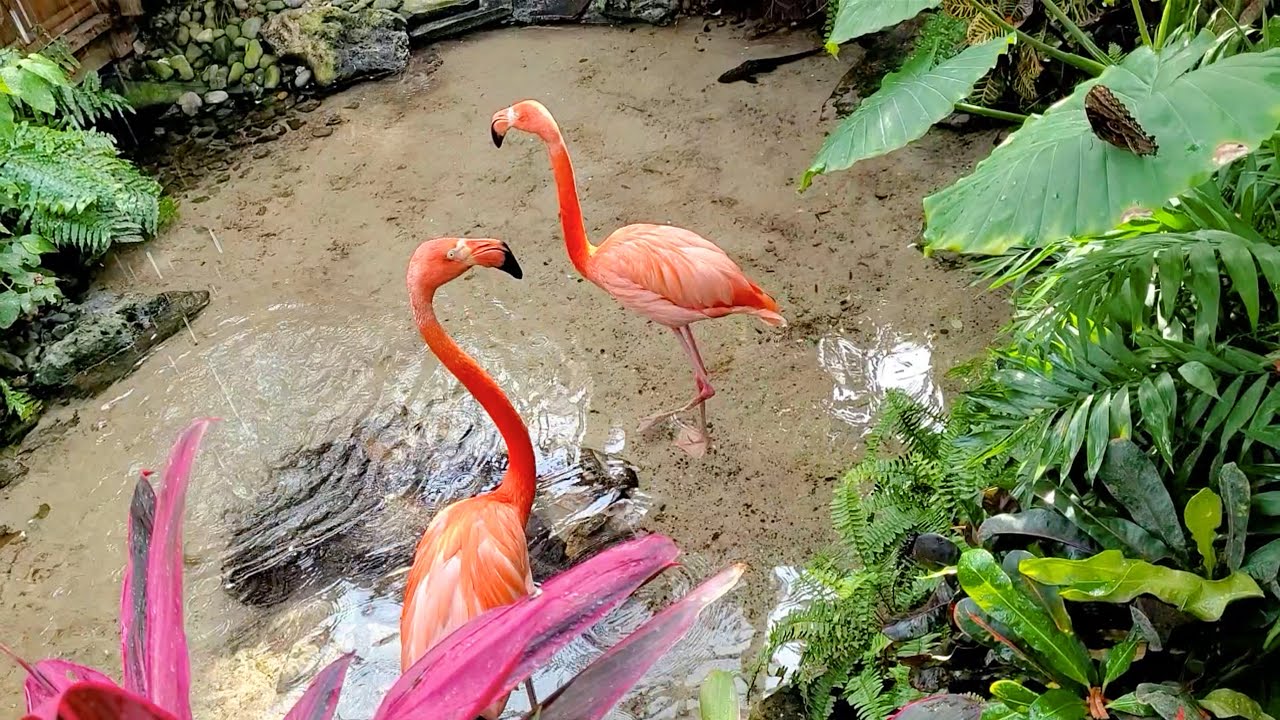 The Key West Butterfly Nature Conservatory Meet Rhett Scarlett Flamingos Facts 20 Species Birds Youtube