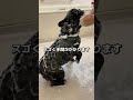 こんな人はフレブルを飼うな!!【やめておけ】【ぶひ録】