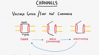 Action Potential 1: Neuronal AP