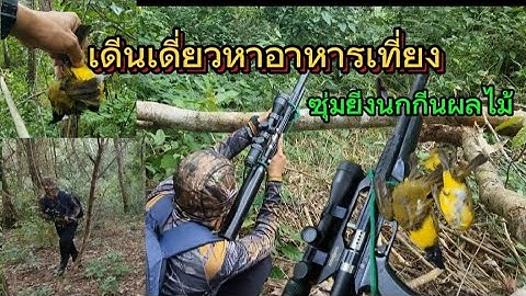 ใช้ชีวิตอยู่ในป่า หาอาหารเที่ยงซุ่มนกกีนผลไม้ #ปืนอัดลม #pcp เบอร์2 #ปืนอัดลมแรงดันสูง