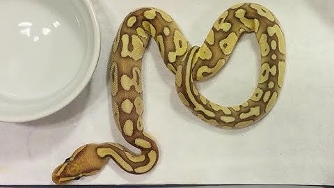 Assist Feeding Ball Python