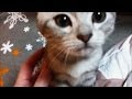 子猫の ふみふみ (・∀・* )　しぐさ が カワイイです。 cute kitten