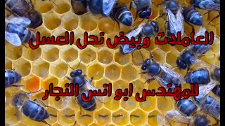 العاملات وبيض نحل العسل للمهندس ابو انس النجار