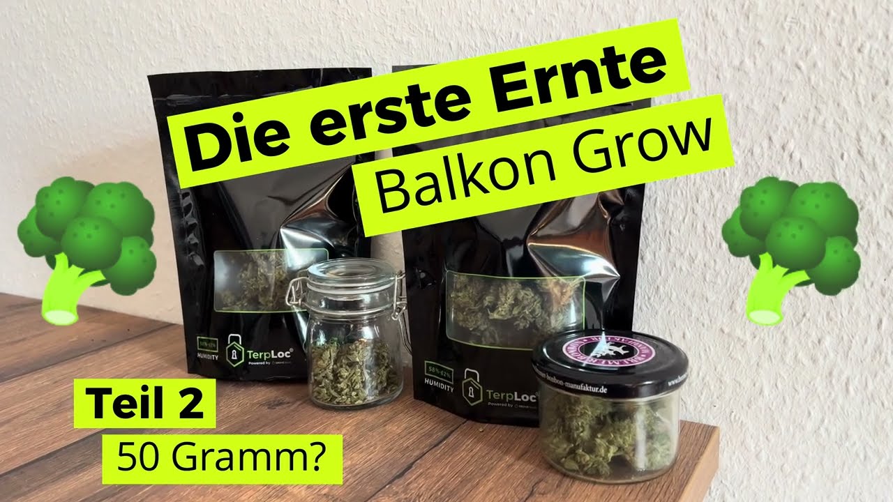 Ernten ganz einfach - Teil 2 - Autoflowers auf dem Balkon - Outdoor Grow - White Widow & Easy Bud