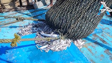 How Fisherman Catch Hundreds Tons Salmon. Modern Fish Processing & Fishing Net Video @FISH_TV