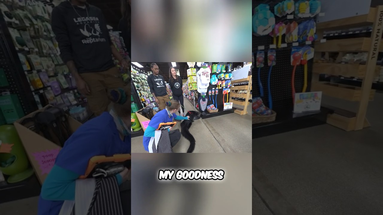 Binturong in Pet Store! The Popcorn Smelling Anomaly 😱🧸🐈‍⬛