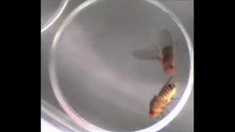Drosophila male and female mating behaviour.flv