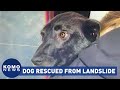 Lucky dog saved from landslide in Seattle