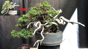 How to design and create an apex in bonsai - How to style the top of the tree