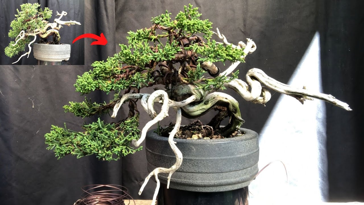 How to design and create an apex in bonsai How to style the top of
