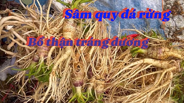 Sâm đá rừng, rễ cây zú bò, sâm ô linh, sâm tiên mao, sâm cau đỏ, sâm trường bạch, đan sâm, sâm dây