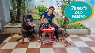 Jerry's old friend come to meet jerry|| garman shepherd puppy|| Rottweiler vs German shepherd  dog||