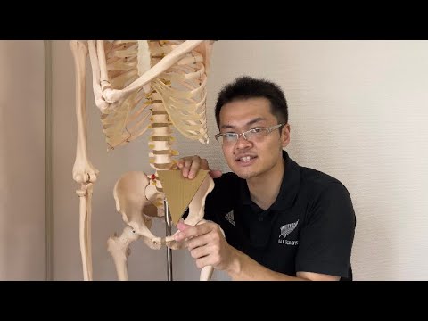 Anatomy of pelvic and sacral movement (English)