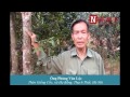 Clip Cụ chè 200 tuổi ‘Bảo bối’ vô giá của người dân Giếng Cốc