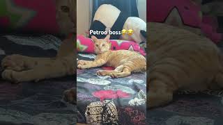Attitude level 100%#cat story#petlover #funnyshorts #trendingshorts #viral #shortsfeed #shortsearch