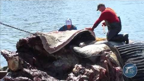 Trái tim cá voi xanh như thế nào ?