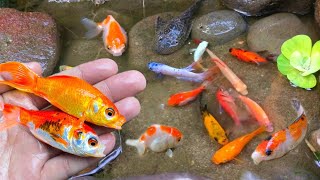 Find colorful ornamental fish, koi fish, goldfish, catfish, snakehead fish, betta fish, lobster
