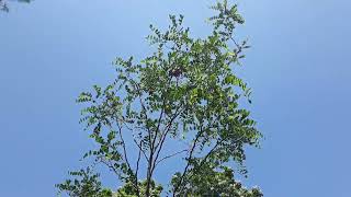 Purple Robe Locust Tree June 25, 2023