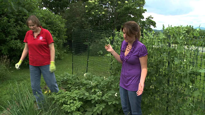 Amy Ivy - Talking Zuchinnis and Planting and Staki...