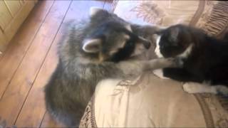 Raccoon: Give me the cat! by Nestik Anime 9,941,630 views 7 years ago 39 seconds