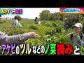【おかず０円生活］ノ菜を摘みながらアレチ駆除