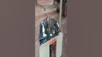 pikat burung belibis jooooos
