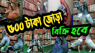 সবচেয়ে কমদামে হাইফ্লায়ার গিরিবাজ কবুতর কিনুন | কবুতরের ফেরিওয়ালা | কবুতর বিক্রি ২০২২ |