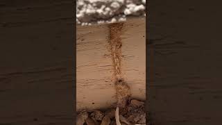The Termite Super Highway - Termite Tubes!