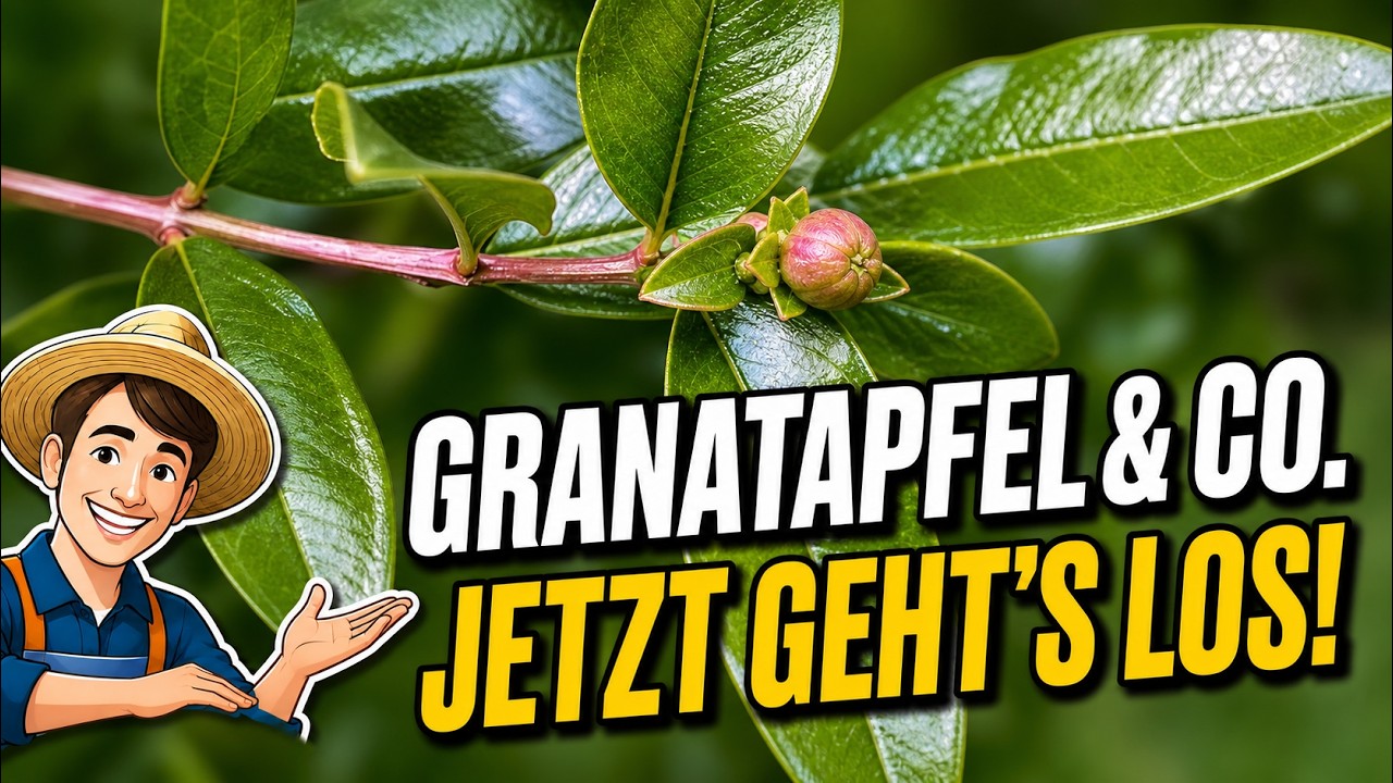 Zitruspflanzen, Granatapfel, Banane & Passiflora Update 05.07.2024