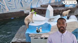 Polar Bear Bites Natures Powerful Apex Predators