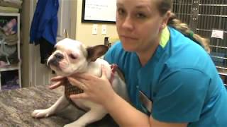 VETT 220 Task 5- Restrain a Dog in Sternal Recumbency