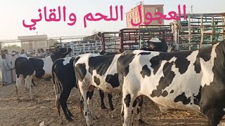 اسعار العجول البقري بسوق الخميس اليوم ١٤/ ٩/ ٢٠٢٣م