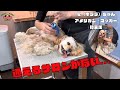 大変だから...他店でお断りされたアメリカン・コッカーをトリミングでバッサリカット!!