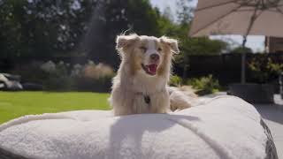 Dog Bed Sloucher Beanbag 🐶 | The Ultimate Comfy Bean Bag for Dogs