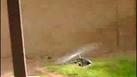 trex 450 first flight...