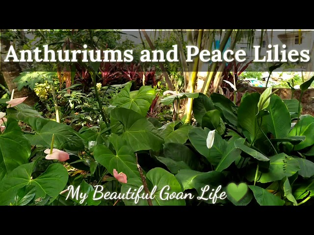 Anthuriums and Peace Lilies  - YouTube