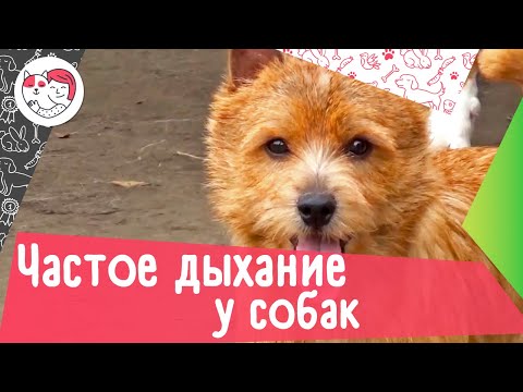 4 причины частого дыхания у собаки