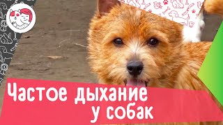 4 причины частого дыхания у собаки by iLike Pet 6,432 views 2 years ago 3 minutes, 9 seconds