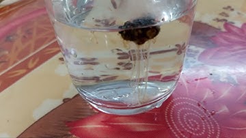 Cách thử cao hổ cốt thật giả đơn giản với nước lọc