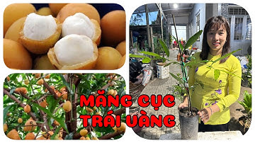Cây măng cục trái vàng 0386569374 - Ngọc Ngân Bến Tre