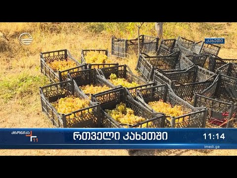 რთველი კახეთში