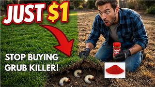 Stop Buying Grub Killer! This $1 Kitchen Spice Actually Works (Save Your Lawn!)