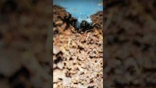 Sülük Nasıl Kokon Yapar? Hirudo Verbana Как Пиявка Делает Кокон?