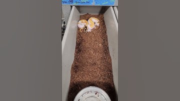 Baby orange dream enchi pied combo ball pythons just took their 1st meals!🍊 🐍 Snkeltd.com for more!