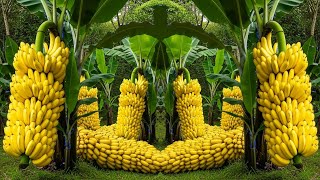 Advanced banana growing techniques increase fruit yield,4 tips on how to grow Bananas